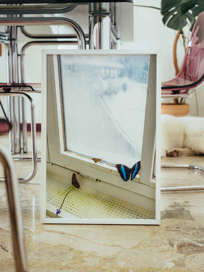 Fotografie poesia quotidiana framed print with butterfly near window indoors