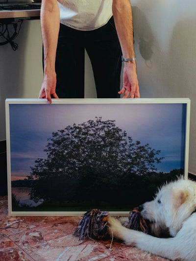 Fotografie bellezza quotidiana framed print showing tree at dusk in home interior
